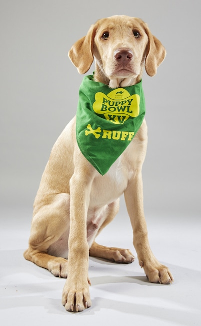 Puppy Bowl XV